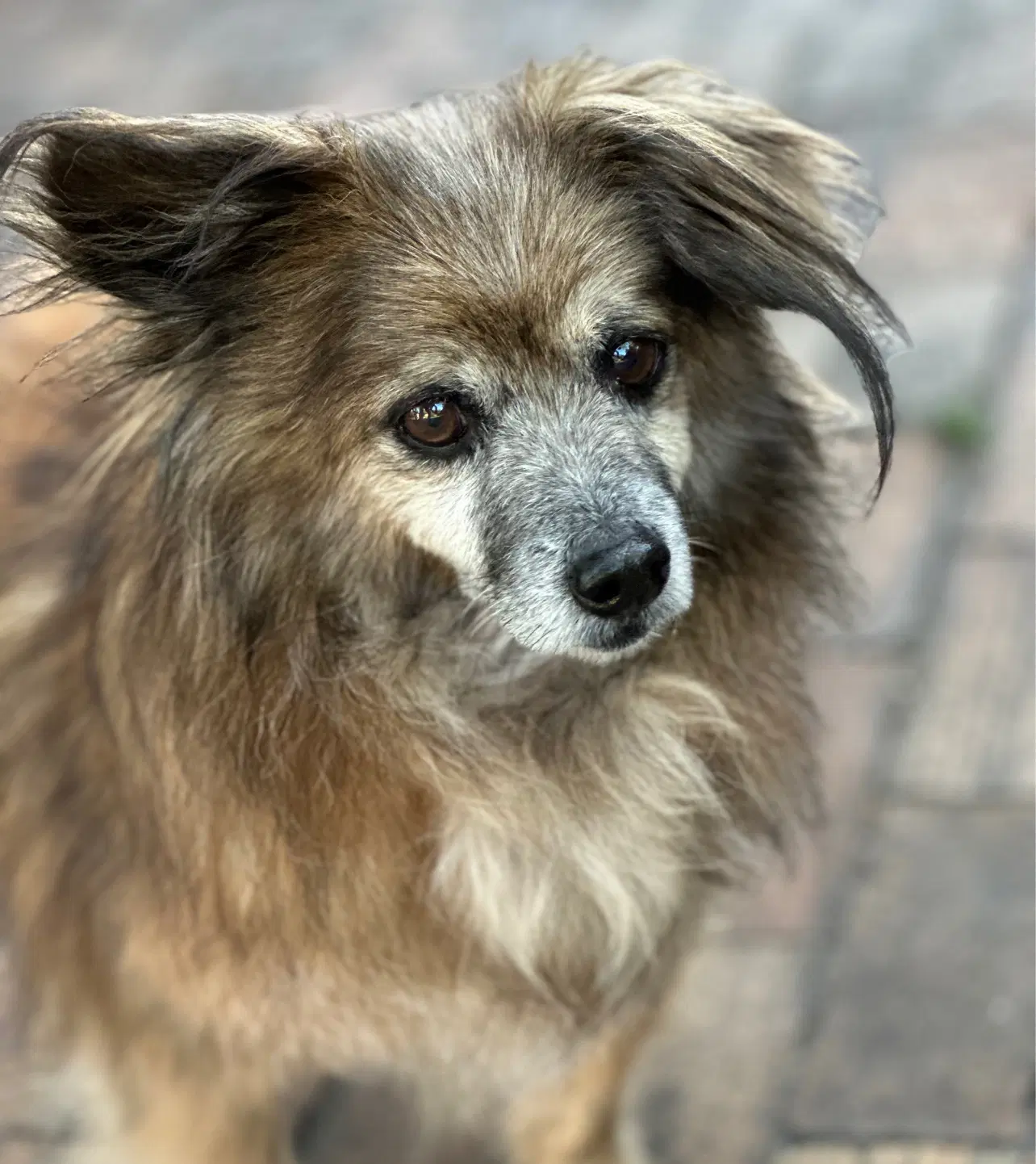Hubbard - Dachshund