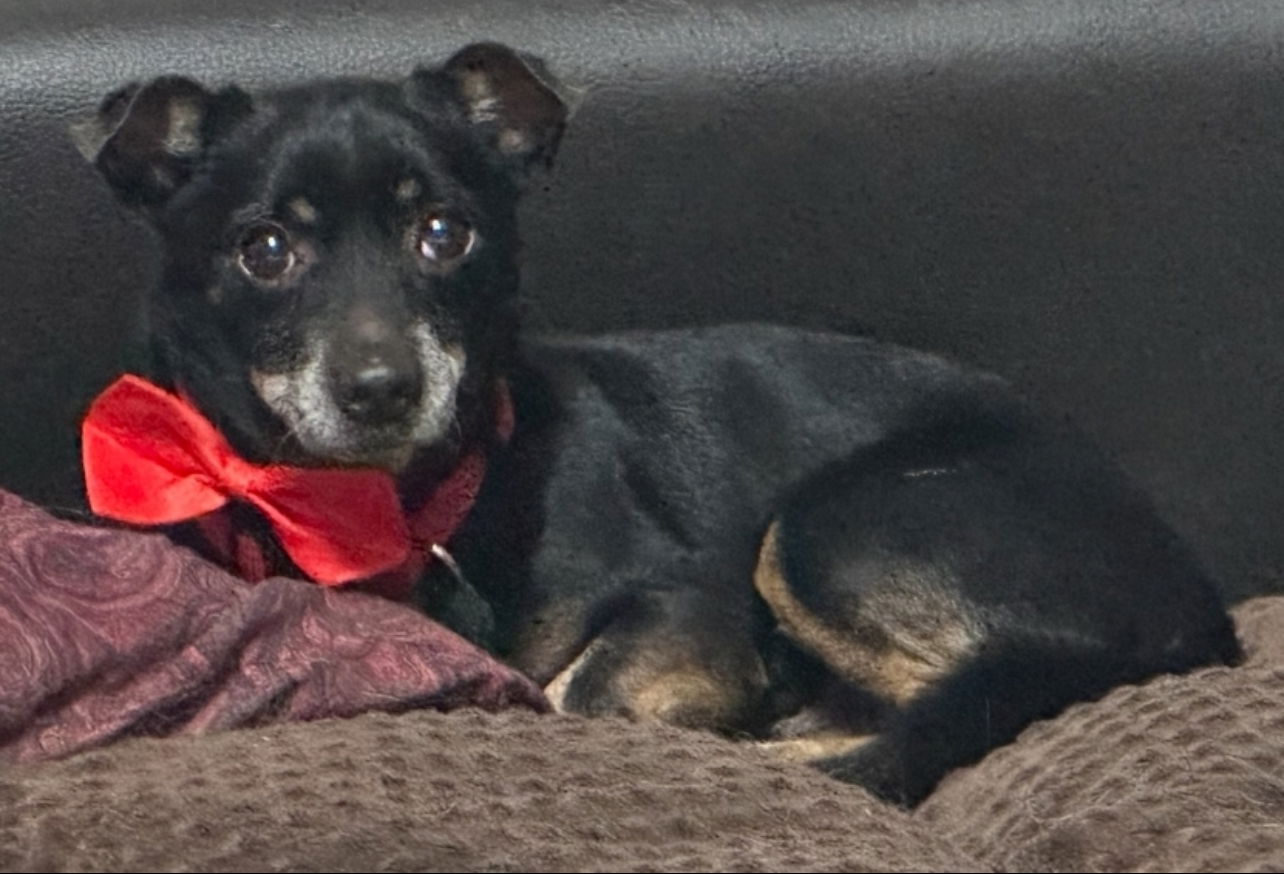 adoptable Dog in P E Chevron CS, FL named Edison