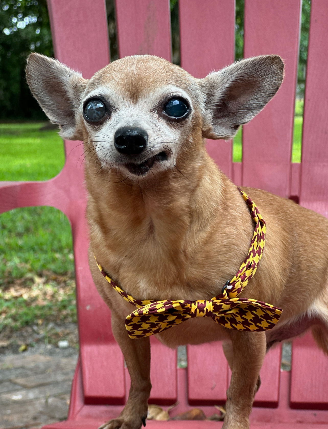 adoptable Dog in P E Chevron CS, FL named Coco