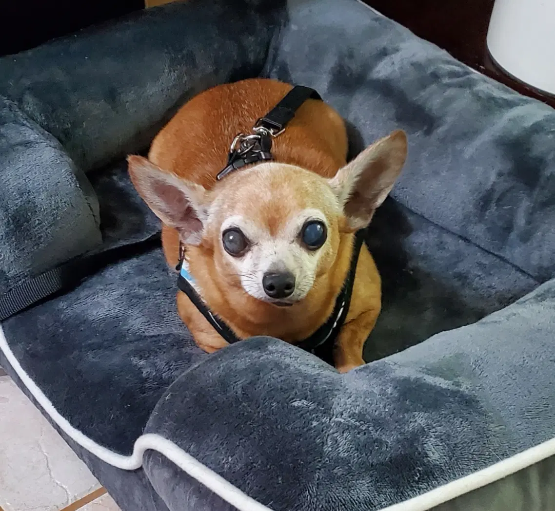 Coco image 4