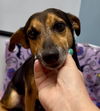 adoptable Dog in  named Pancho