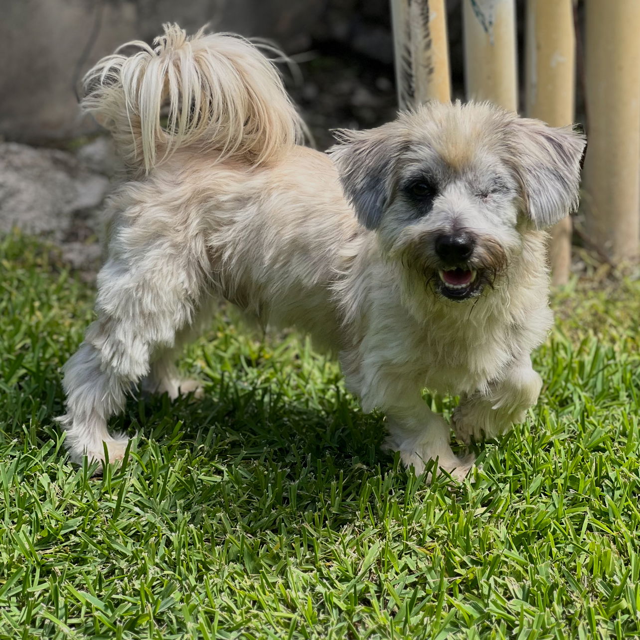 adoptable Dog in P E Chevron CS, FL named Kai