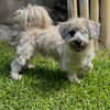 adoptable Dog in  named Kai