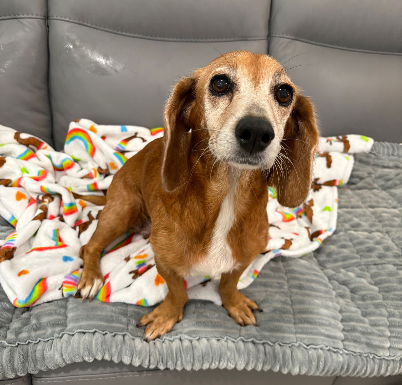 adoptable Dog in P E Chevron CS, FL named Gouda