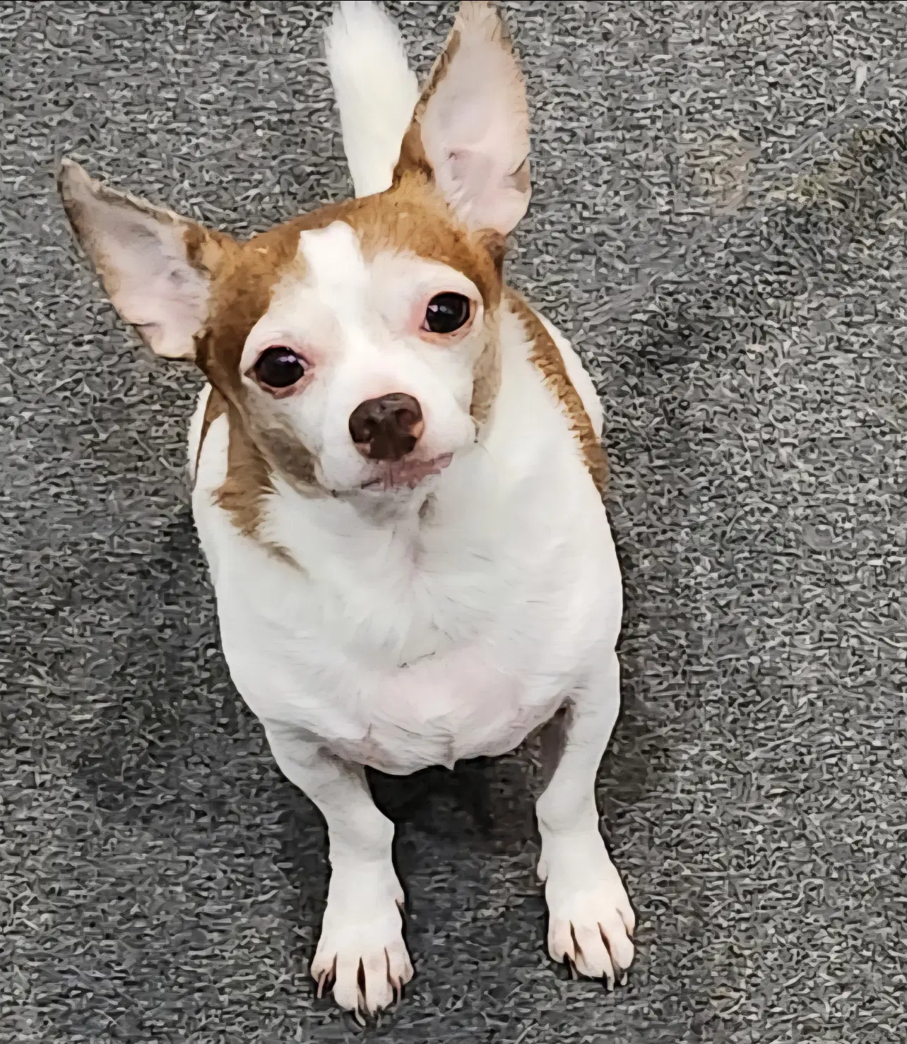 Lucky - Chihuahua
