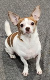 Lucky - Photo 3