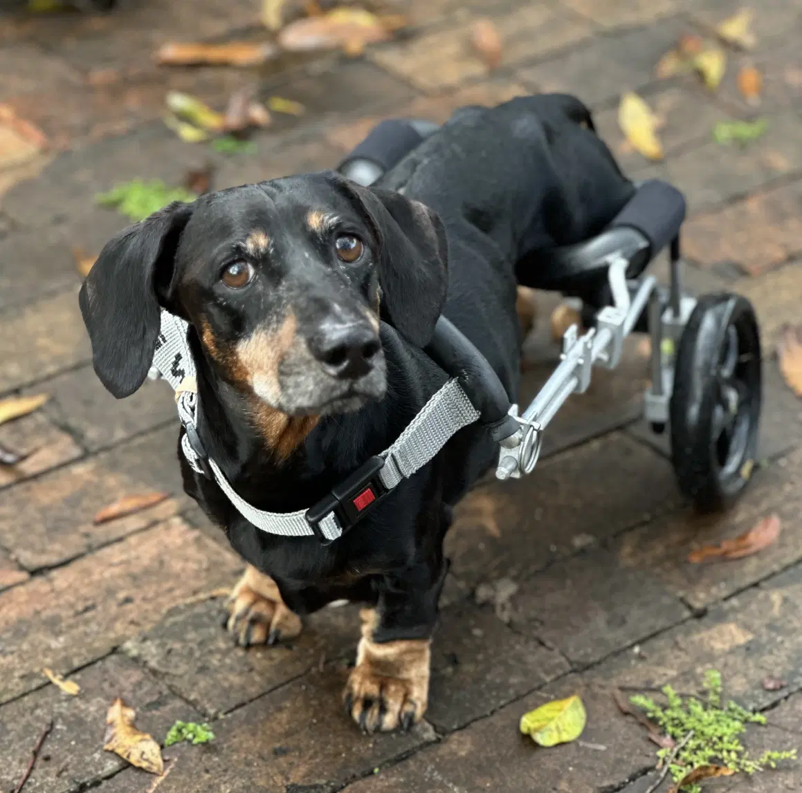 Cookie - Dachshund