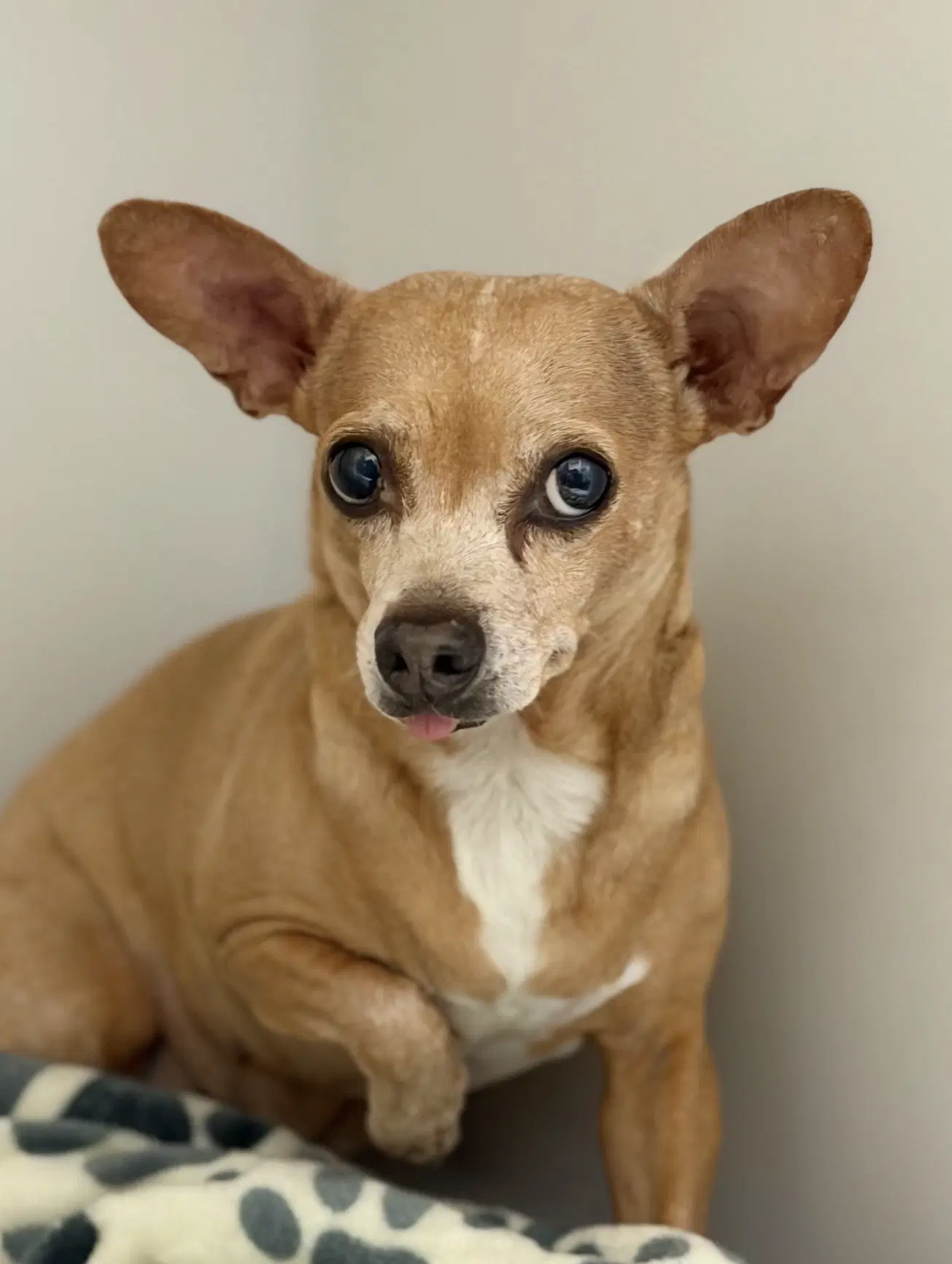 Abbie - Dachshund