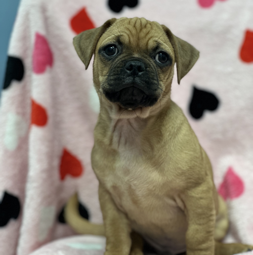 picture of the dog needing adoption