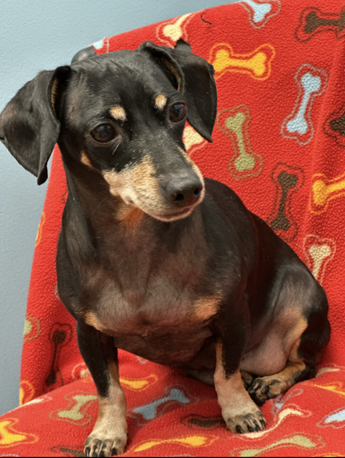 Ella, an adoptable Dachshund in Weston, FL