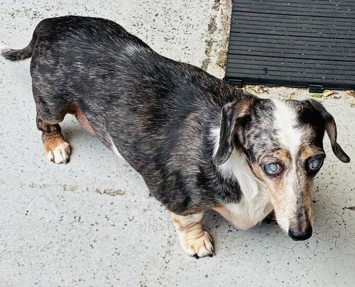 Miss Rachel, an adoptable Dachshund in Weston, FL