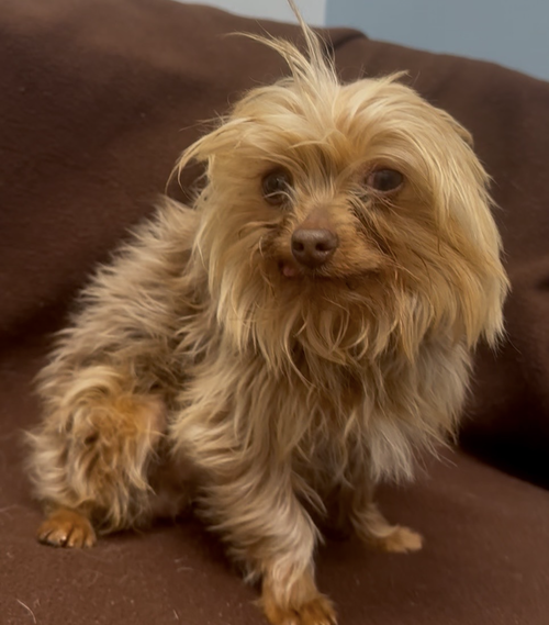 Abe, an adoptable Yorkshire Terrier Yorkie in Weston, FL