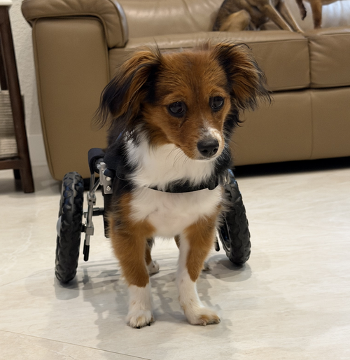 Jingle, an adoptable Dachshund in Weston, FL