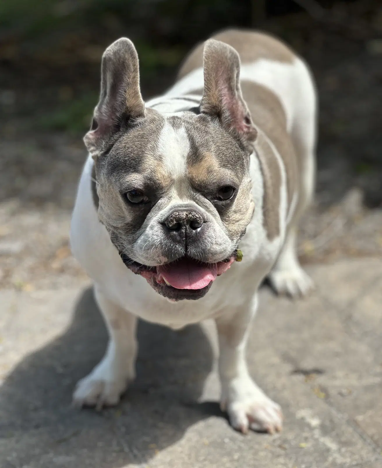 Skyler - French Bulldog