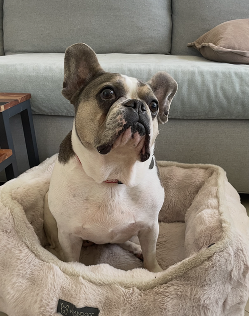 Skylar, an adoptable French Bulldog in Weston, FL