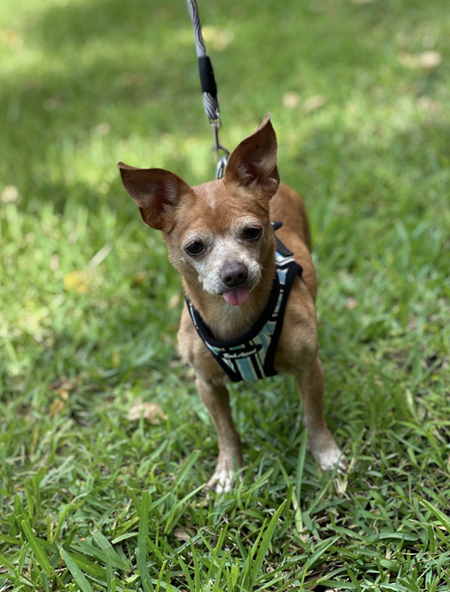 Bebe, an adoptable Dachshund in Weston, FL
