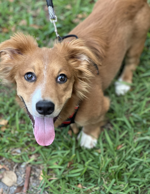 Fritter, an adoptable Dachshund in Weston, FL