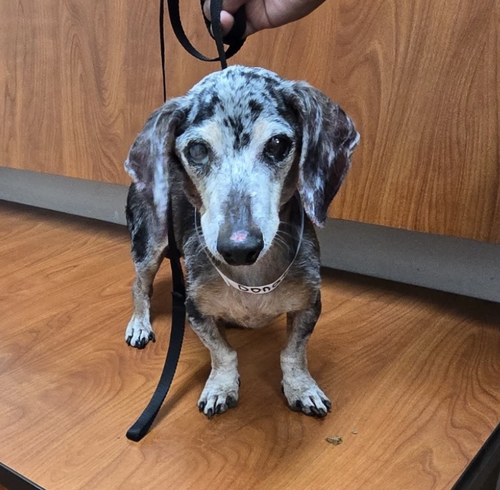 Donatello, an adoptable Dachshund in Weston, FL