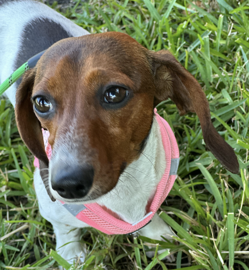 Nala, an adoptable Dachshund in Weston, FL