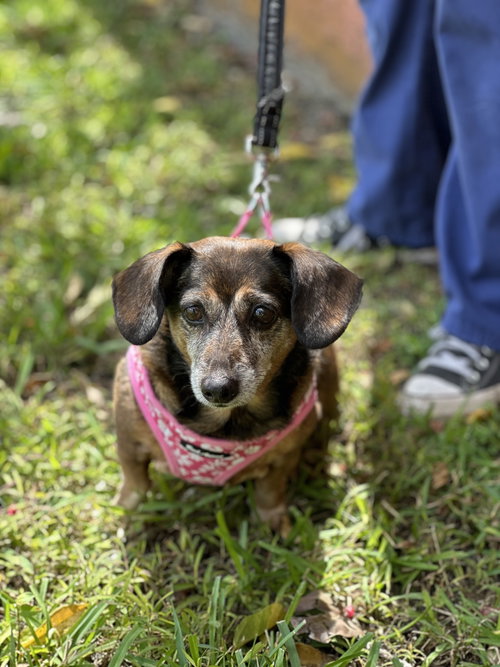 Mimi, an adoptable Dachshund in Weston, FL