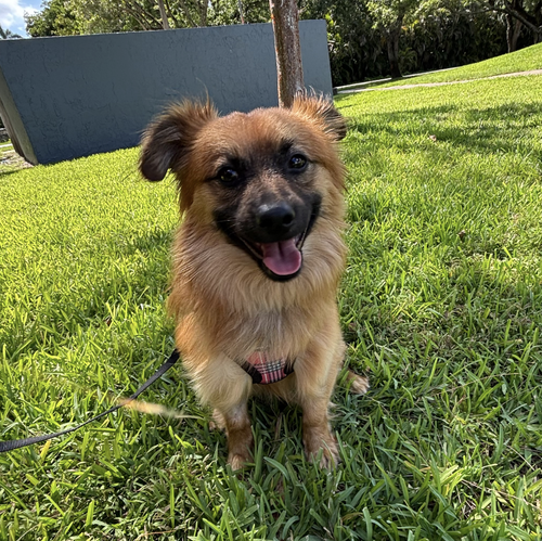 Cowboy, an adoptable Pomeranian in Weston, FL