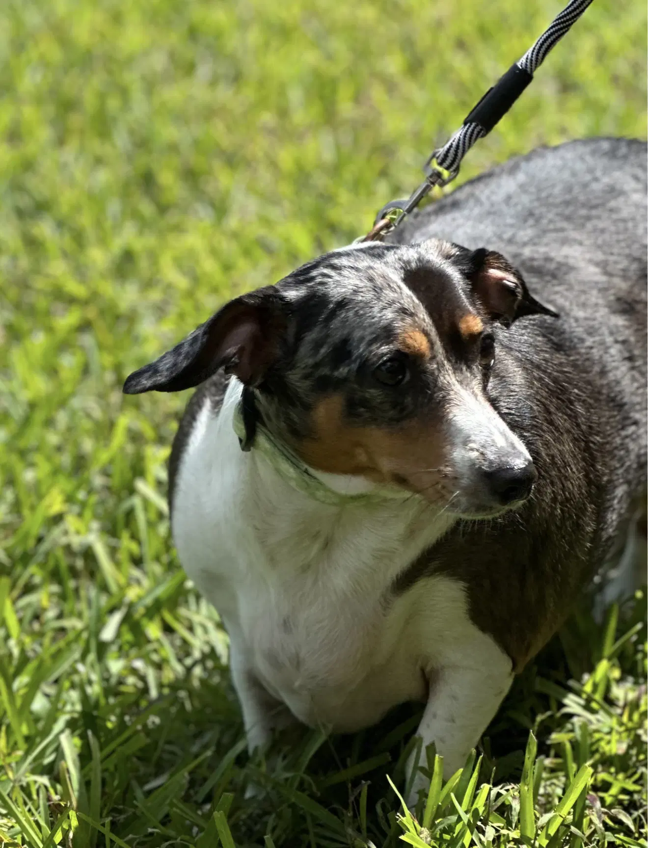 Jimmy - Dachshund