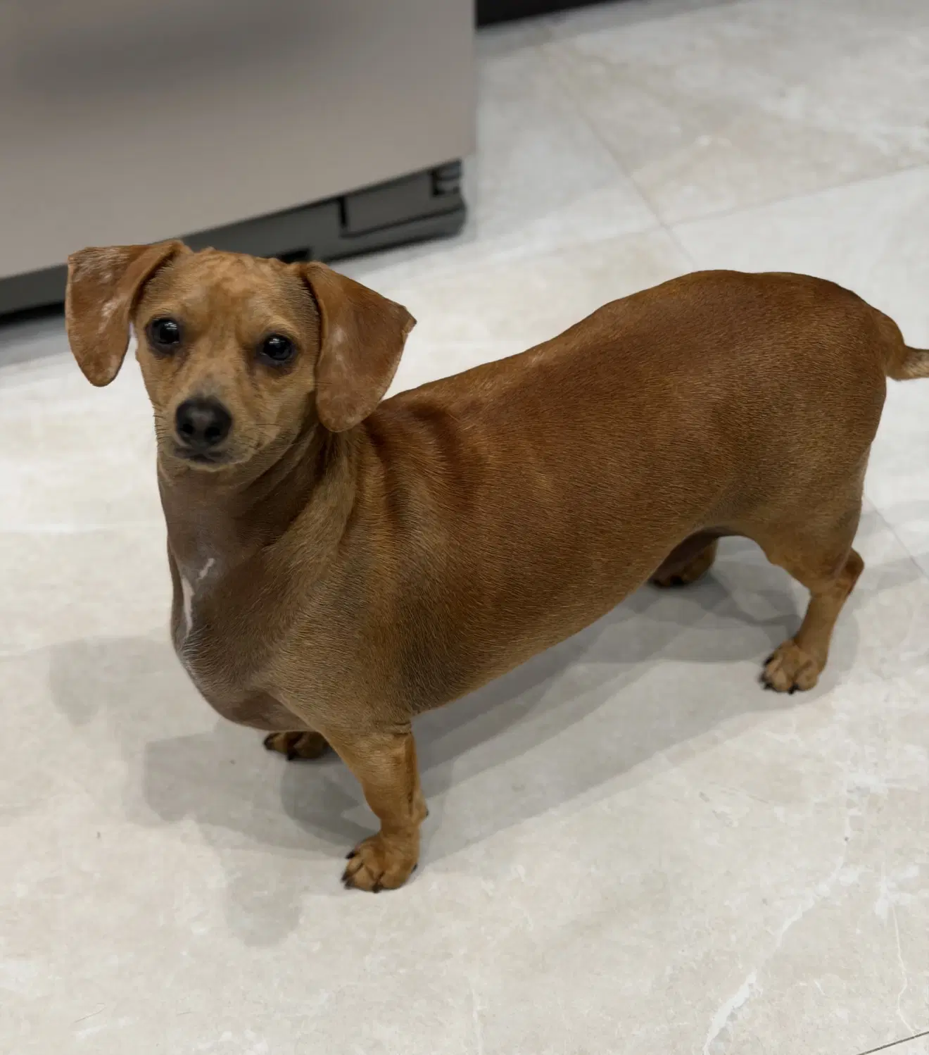 Cremi - Dachshund