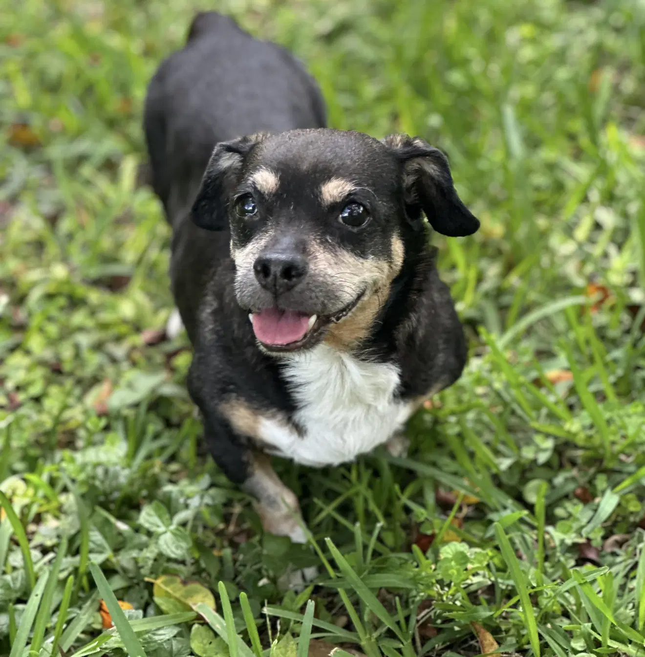 Wally - Dachshund