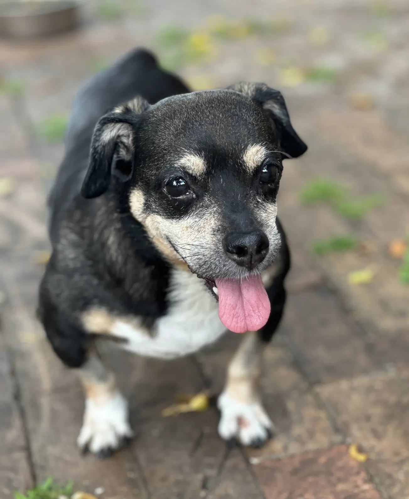 Wally image 2