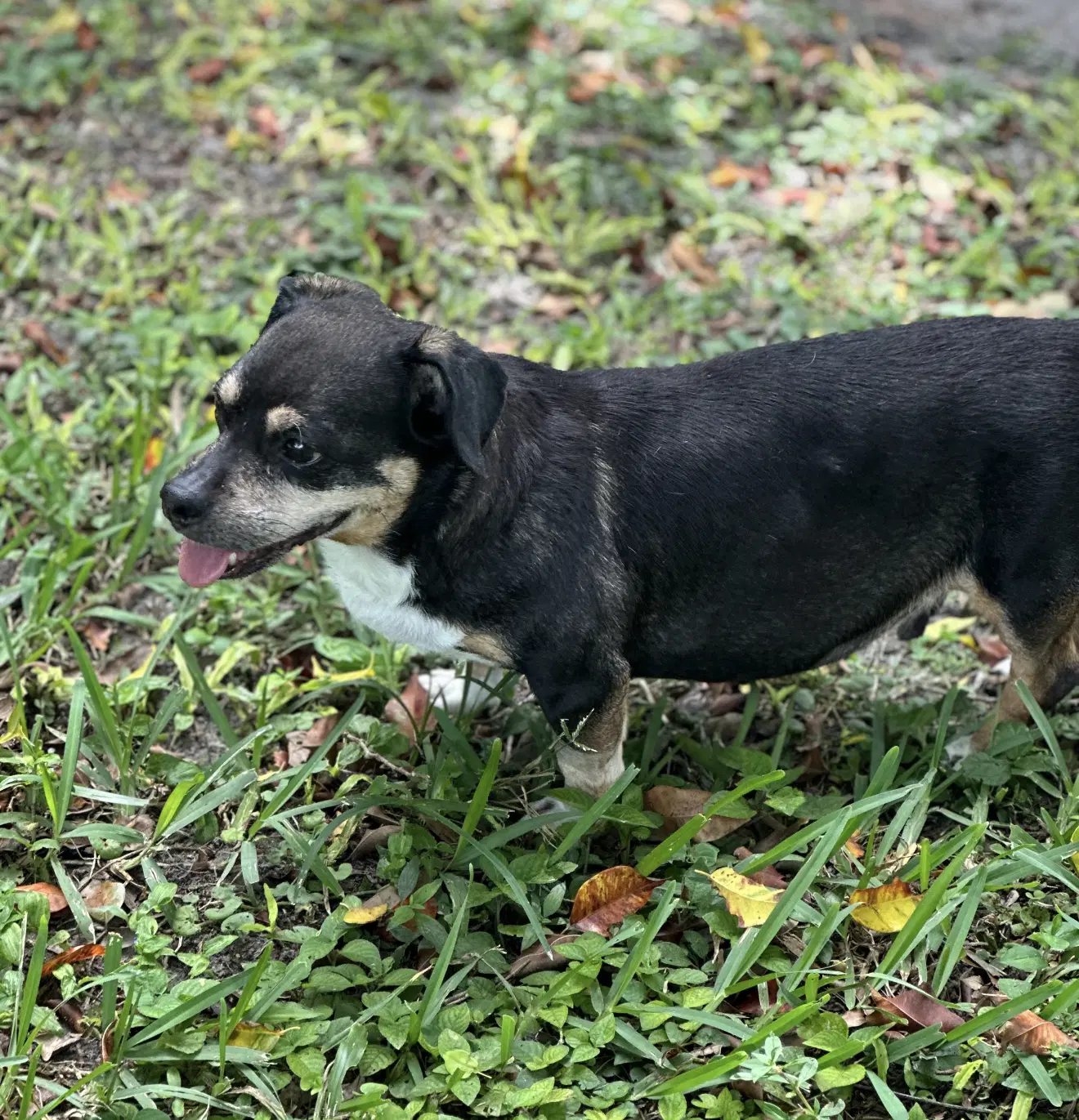 Wally image 4