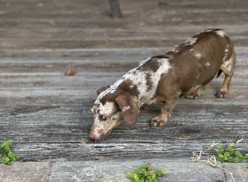 Wilber photo 6
