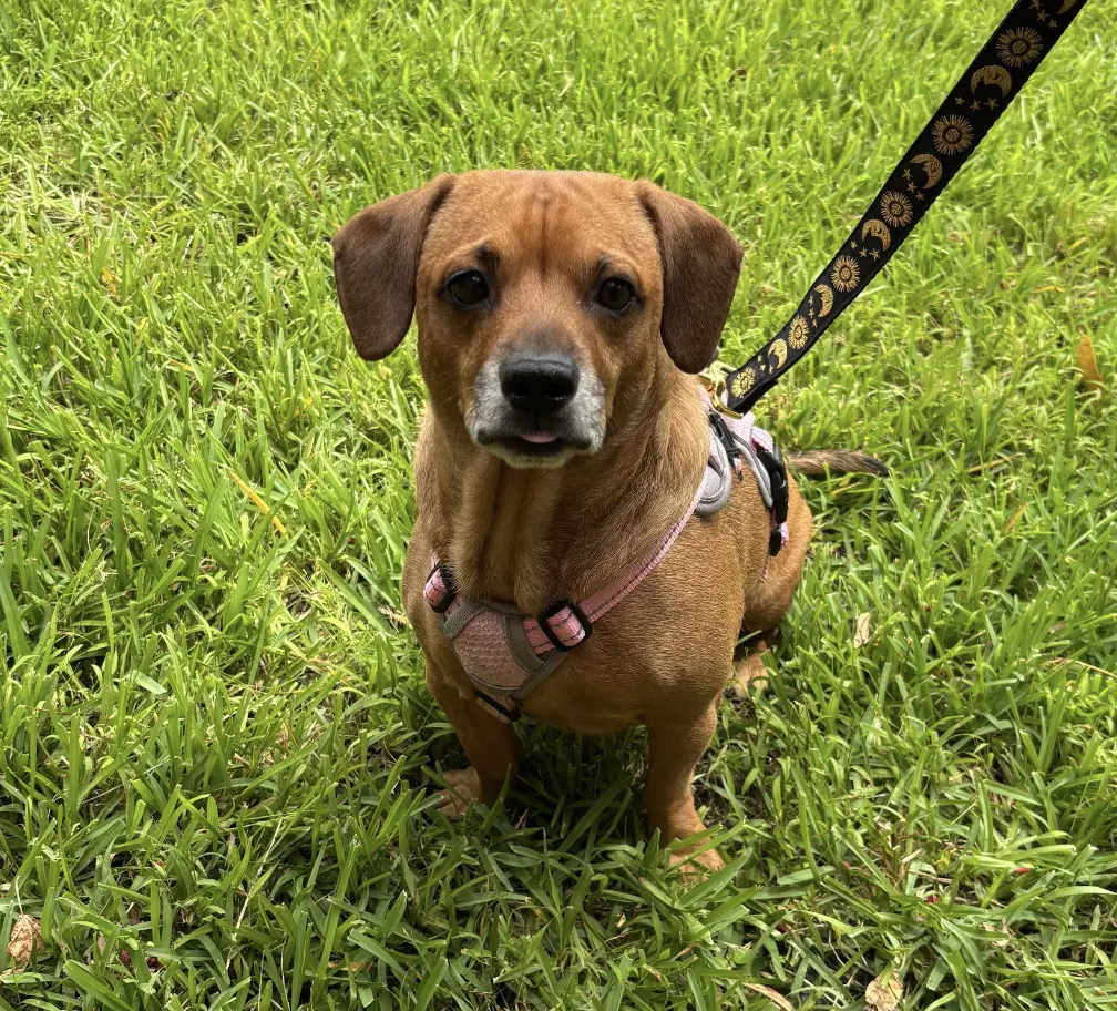 Maple - Dachshund
