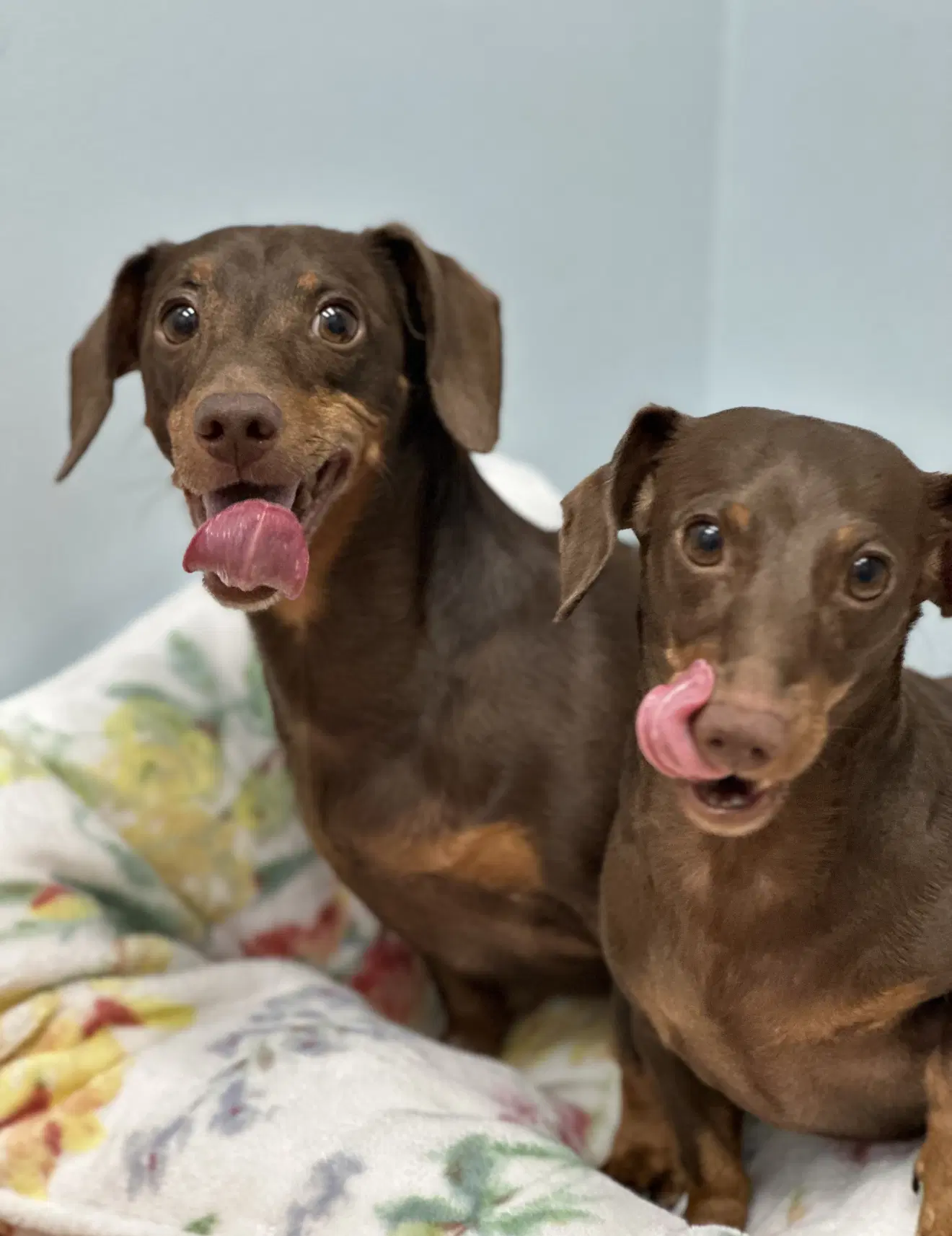 Jasper And Luna - Dachshund