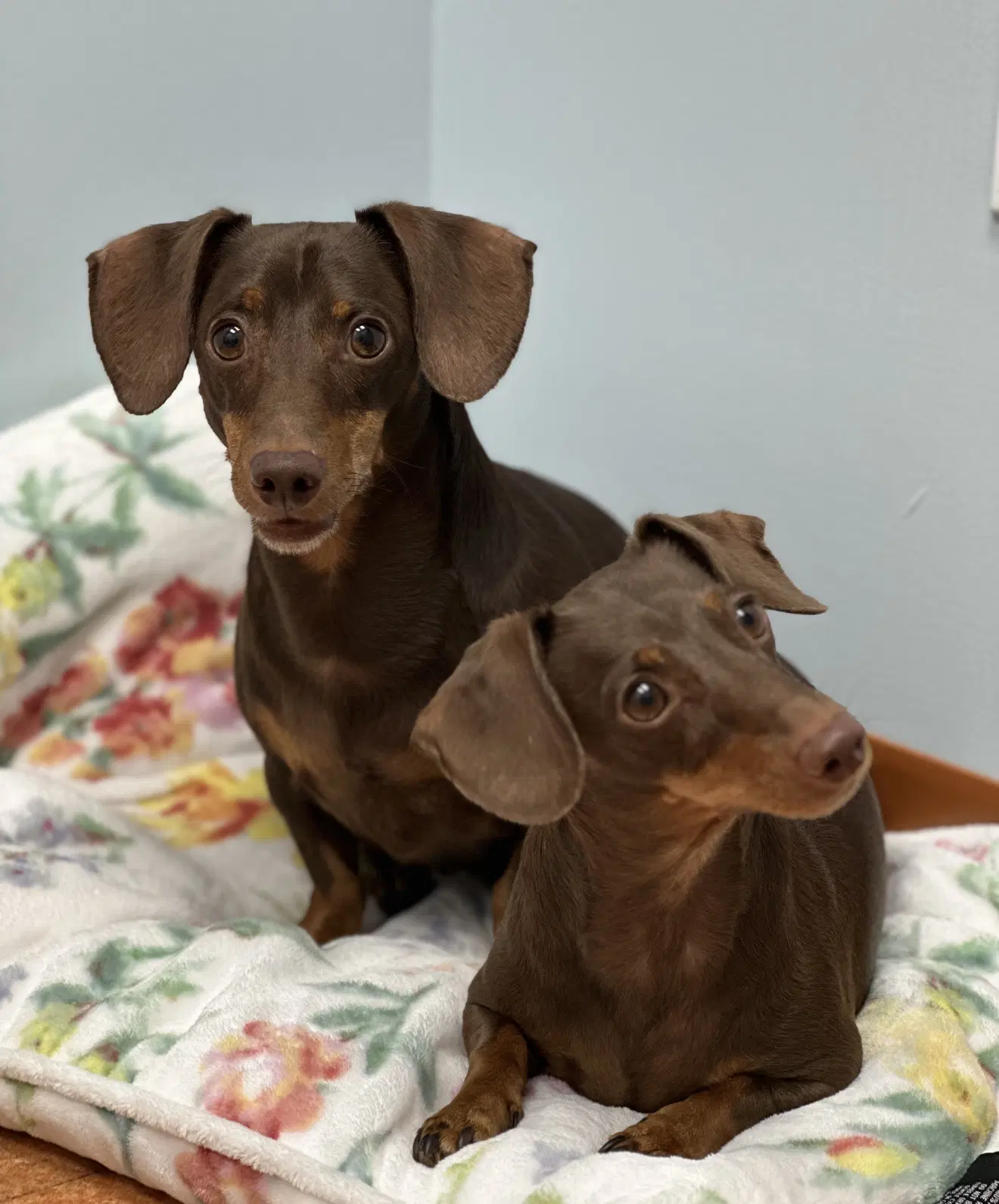 Jasper And Luna image 2