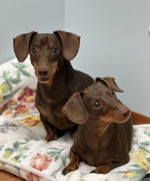 Jasper And Luna photo 2