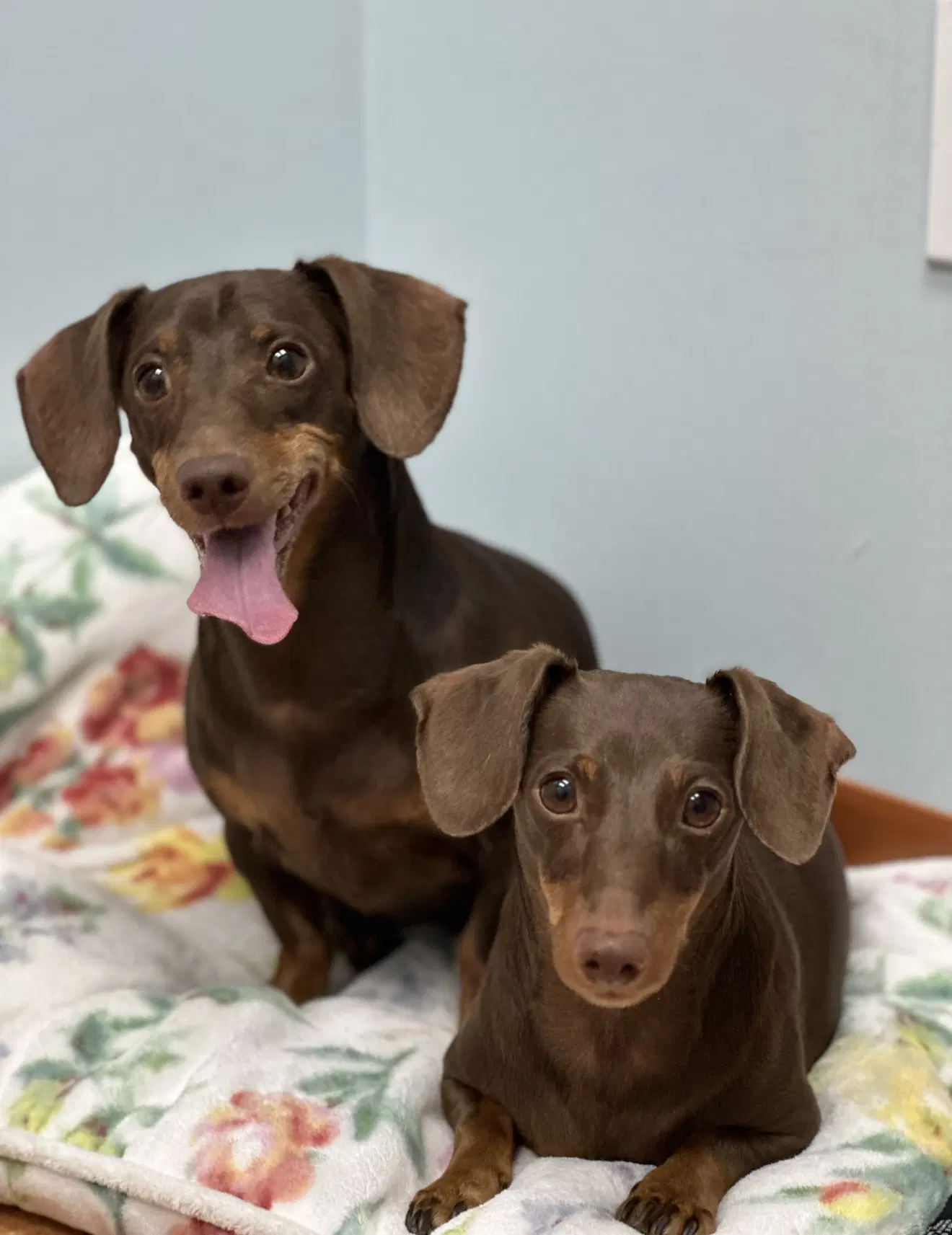 Jasper And Luna image 3