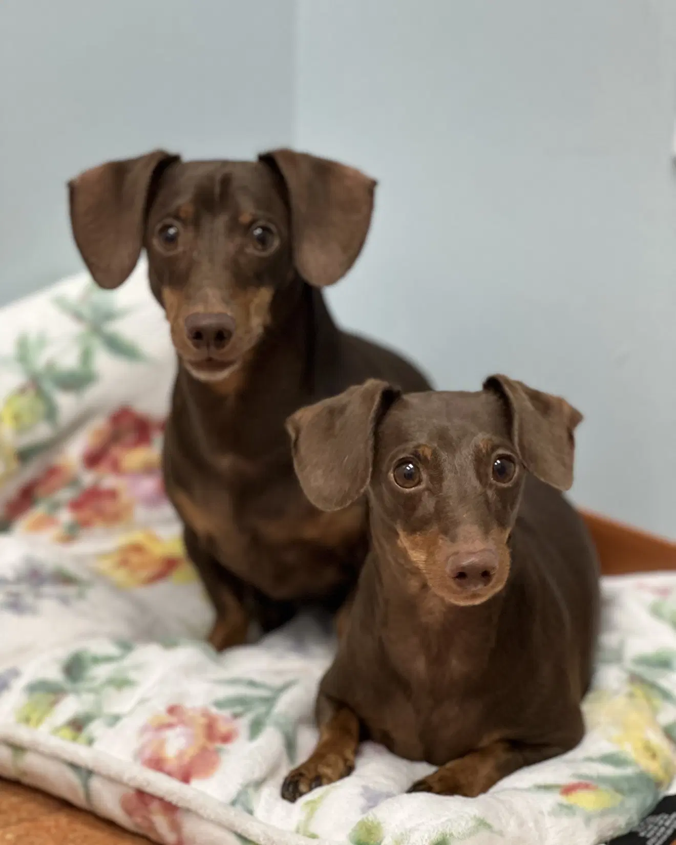 Jasper And Luna image 4