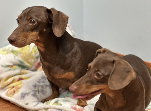 Jasper And Luna photo 5