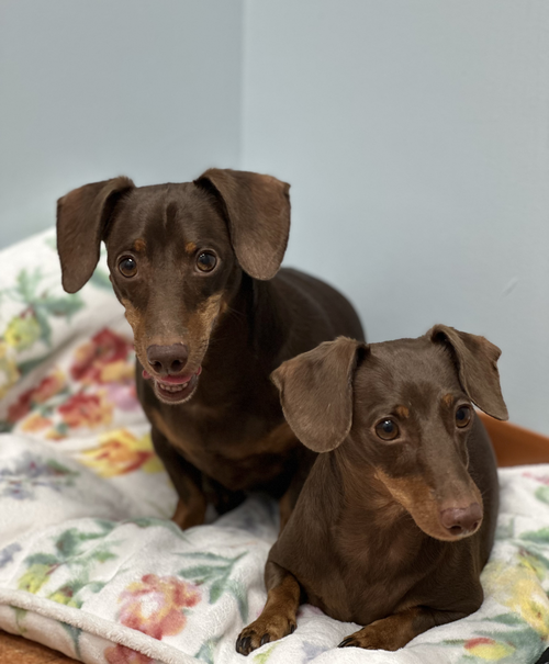 Jasper And Luna photo 6
