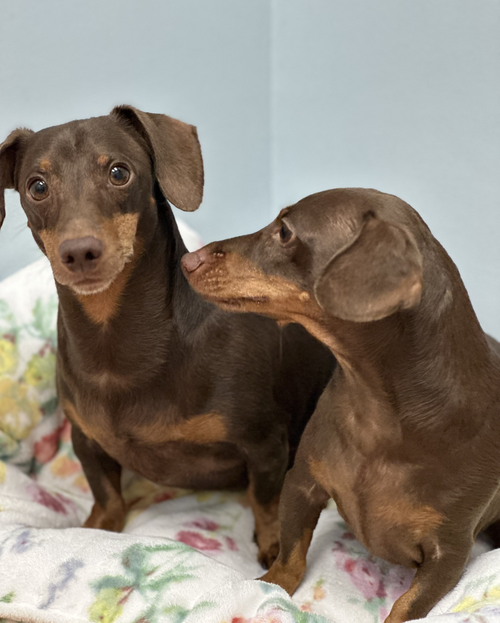 Jasper And Luna photo 7