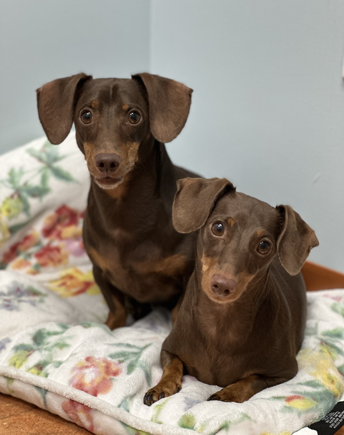 Jasper And Luna photo 8