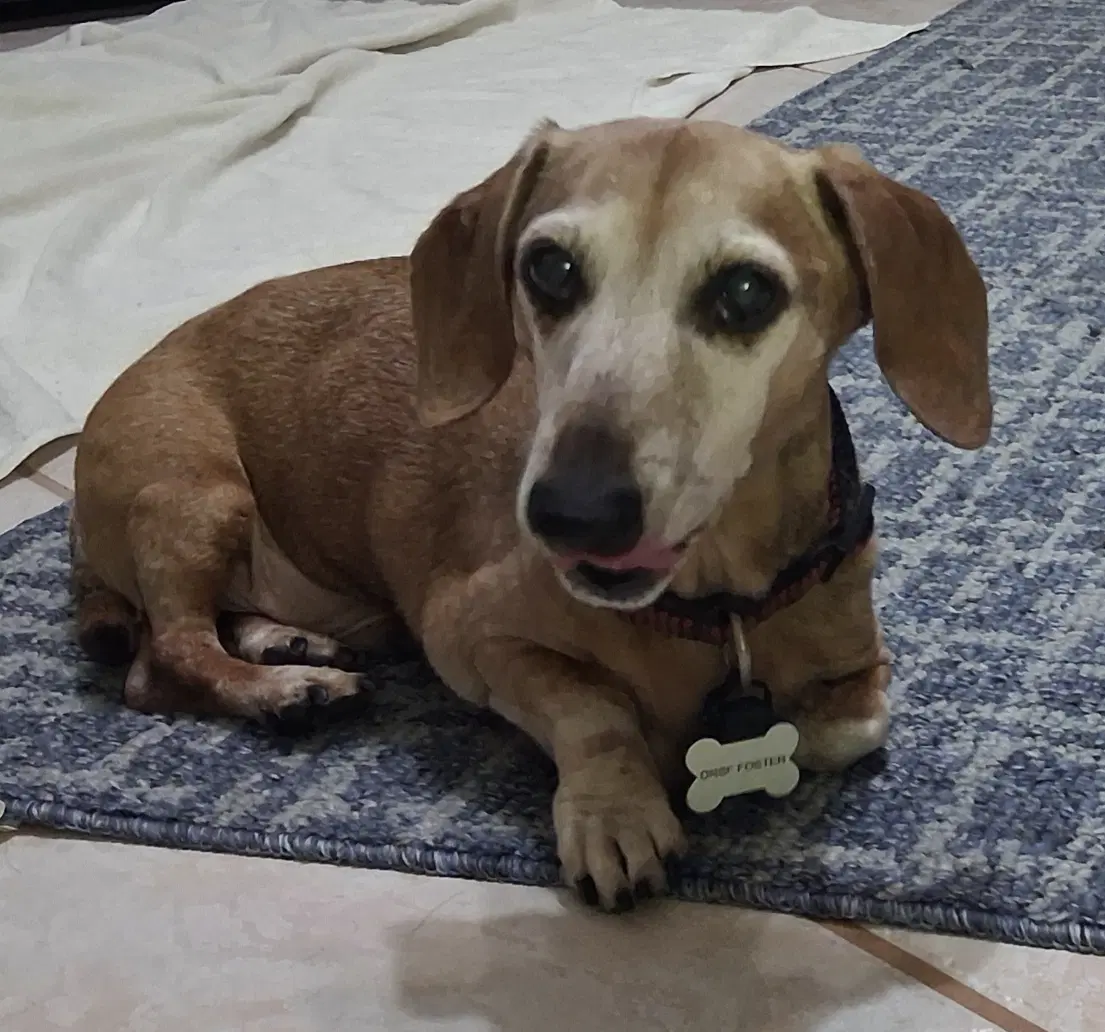Elvis - Dachshund
