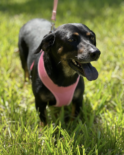 Olivia photo 6