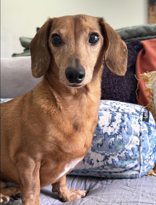 Brownie, photo 2