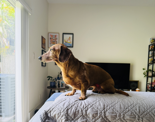 Brownie, photo 4