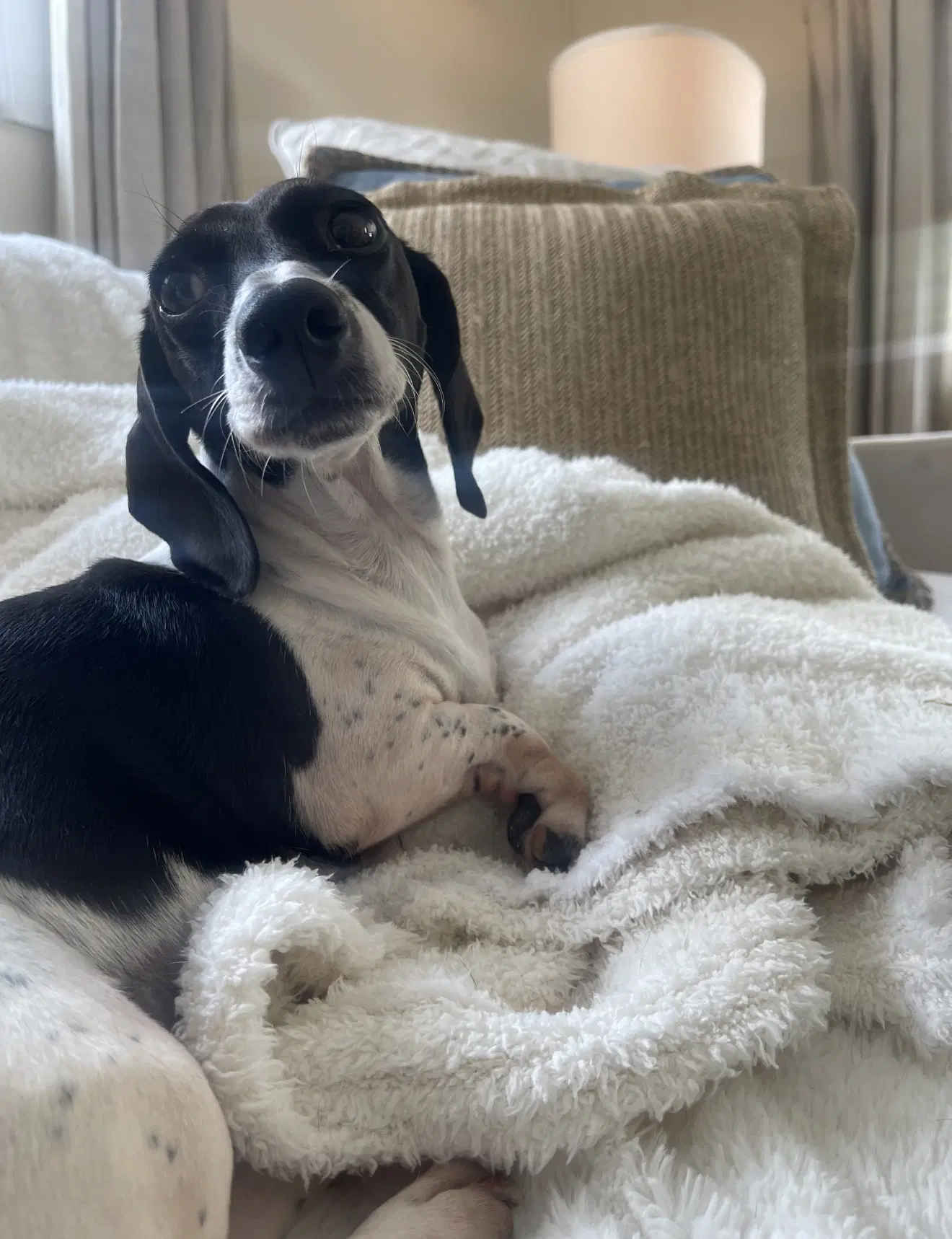 Oleander - Dachshund