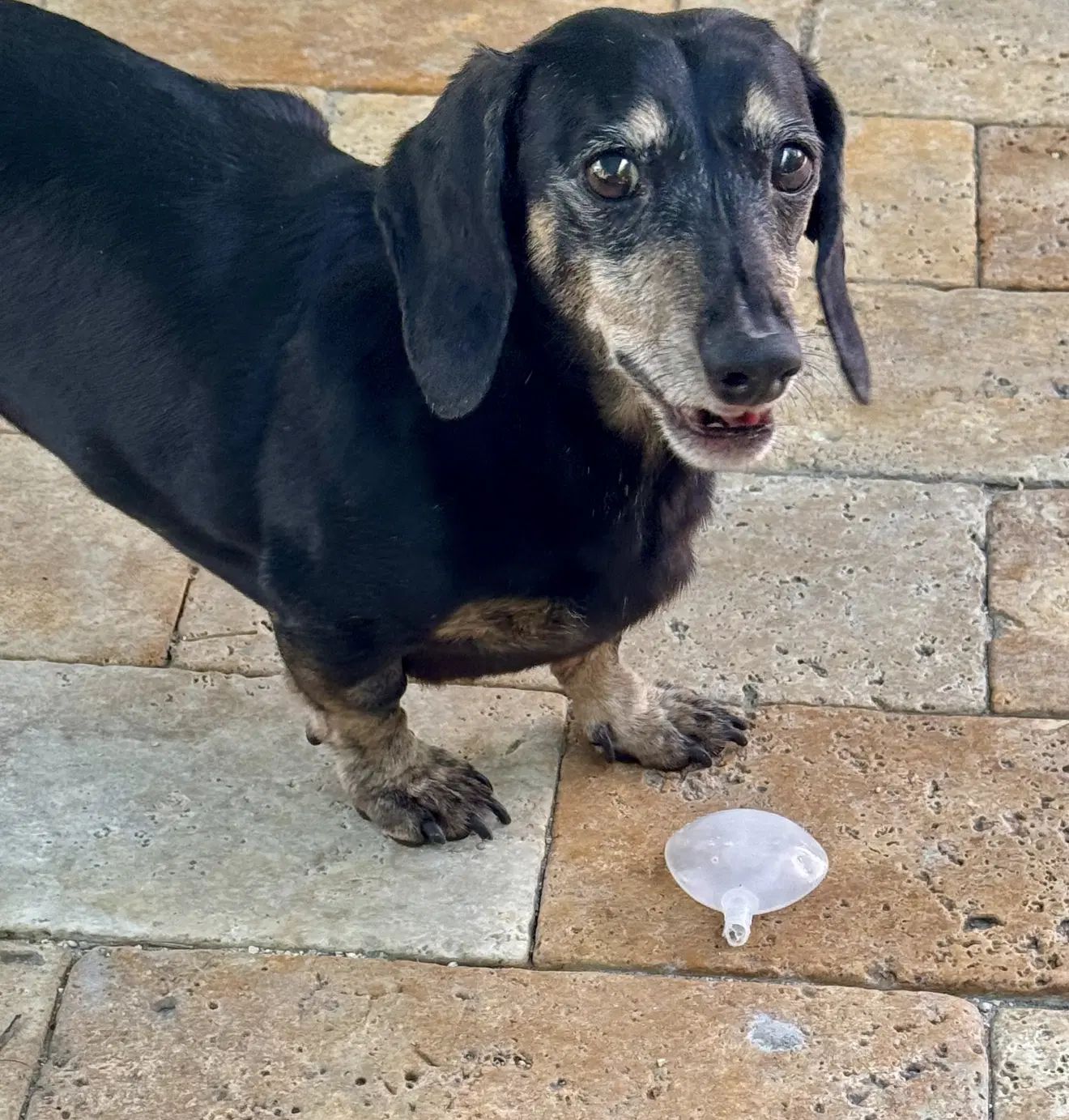 Shorty - Dachshund