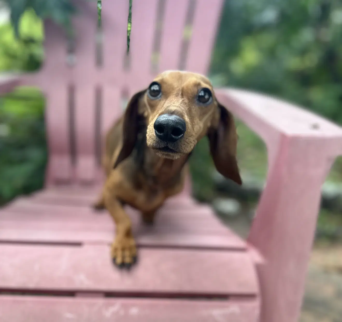 Emma - Dachshund