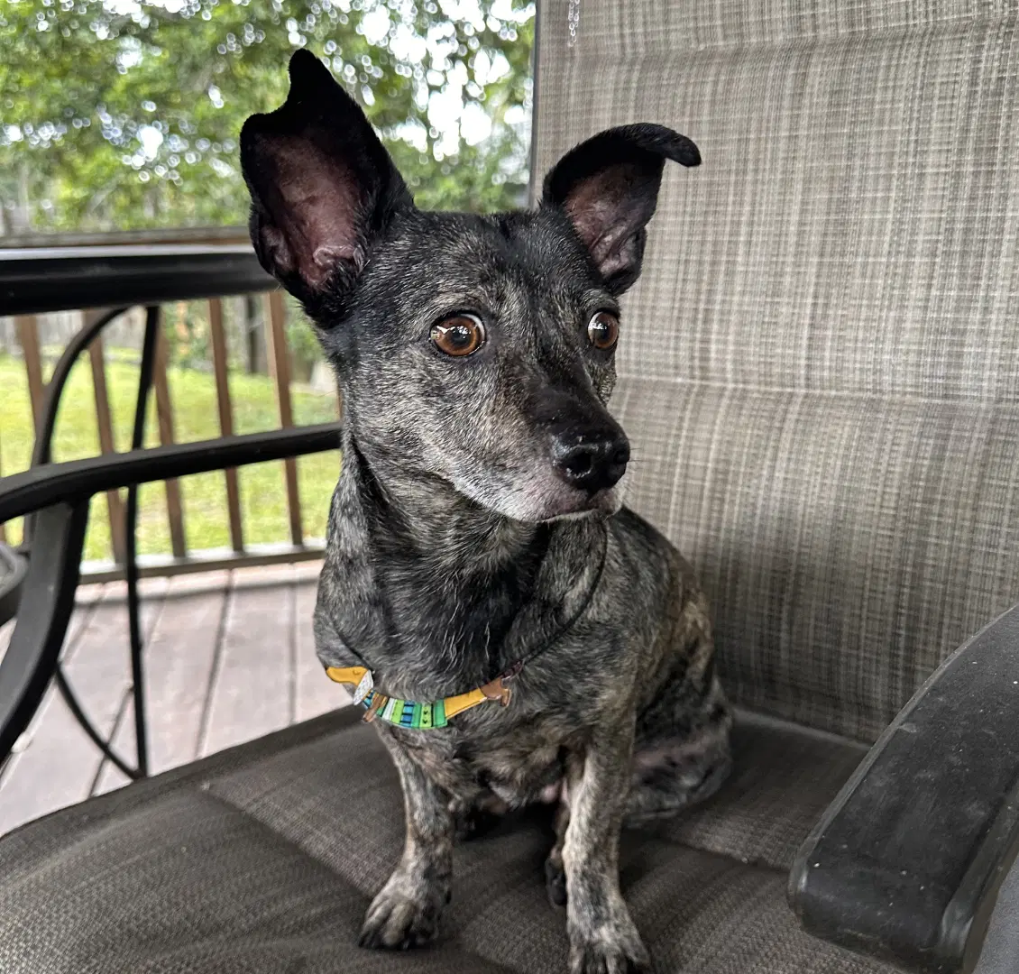 Maci - Dachshund