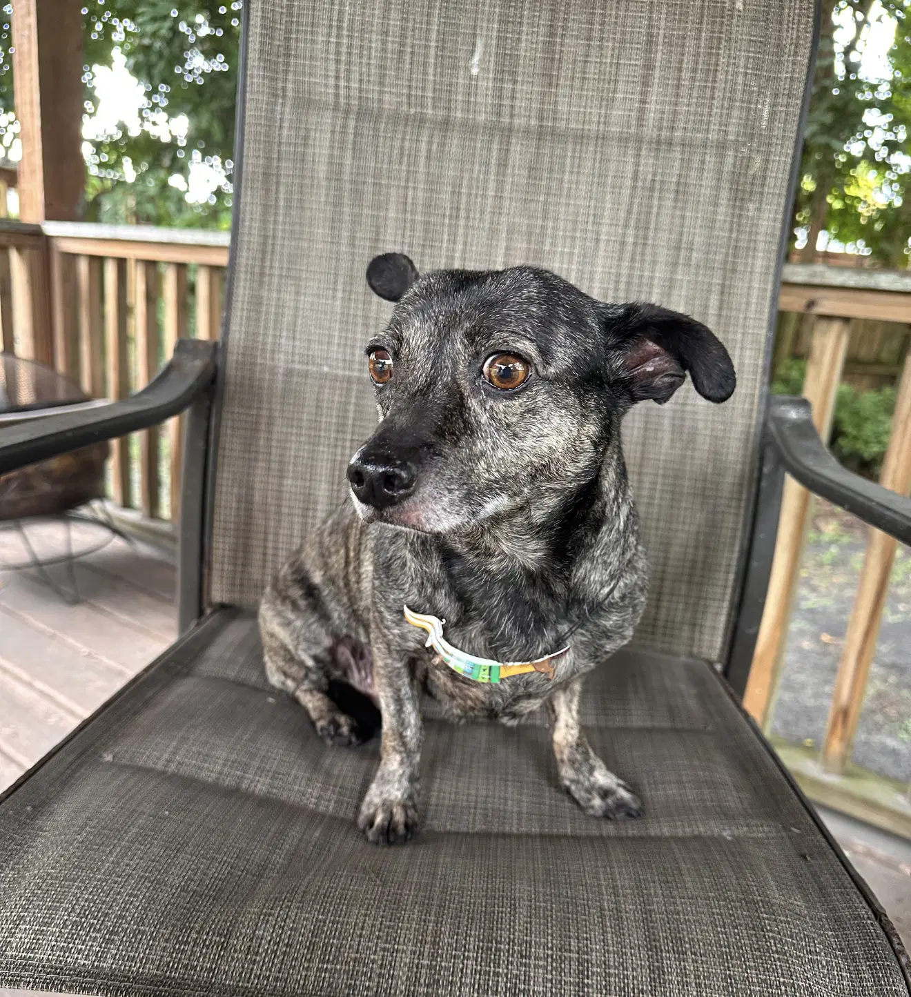 Maci image 2